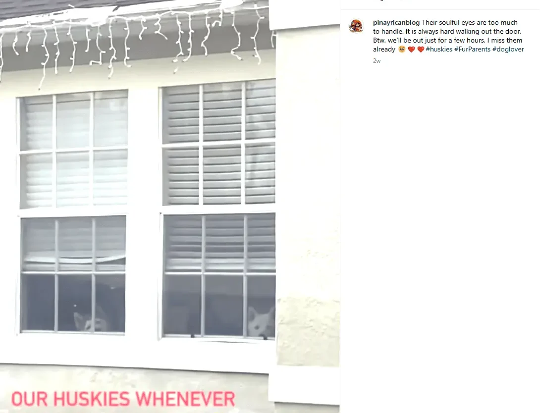 Two huskies, one red, one white, staring at their owners from within a house window.