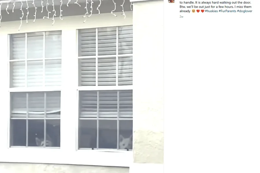 Two huskies, one red, one white, staring at their owners from within a house window.