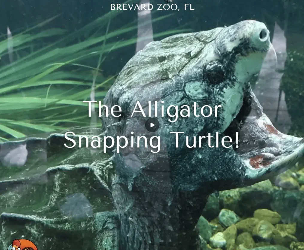An alligator snapping turtle with mouth open found at the Brevard Zoo in Florida.