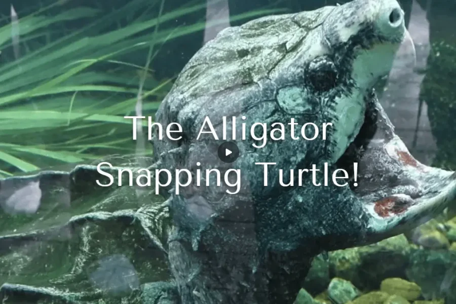 An alligator snapping turtle with mouth open found at the Brevard Zoo in Florida.
